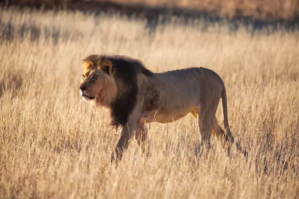 Südafrika_KgalagadiNP_629.jpg