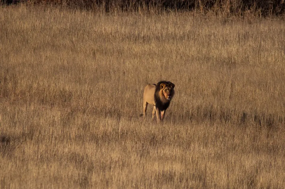 Südafrika_KgalagadiNP_630.jpg