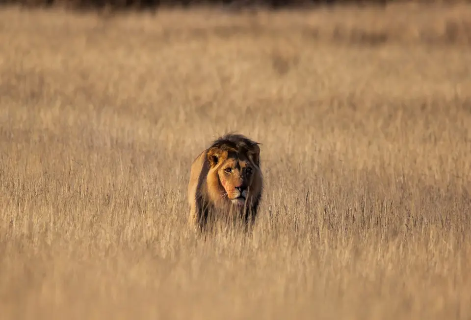 Südafrika_KgalagadiNP_631.jpg