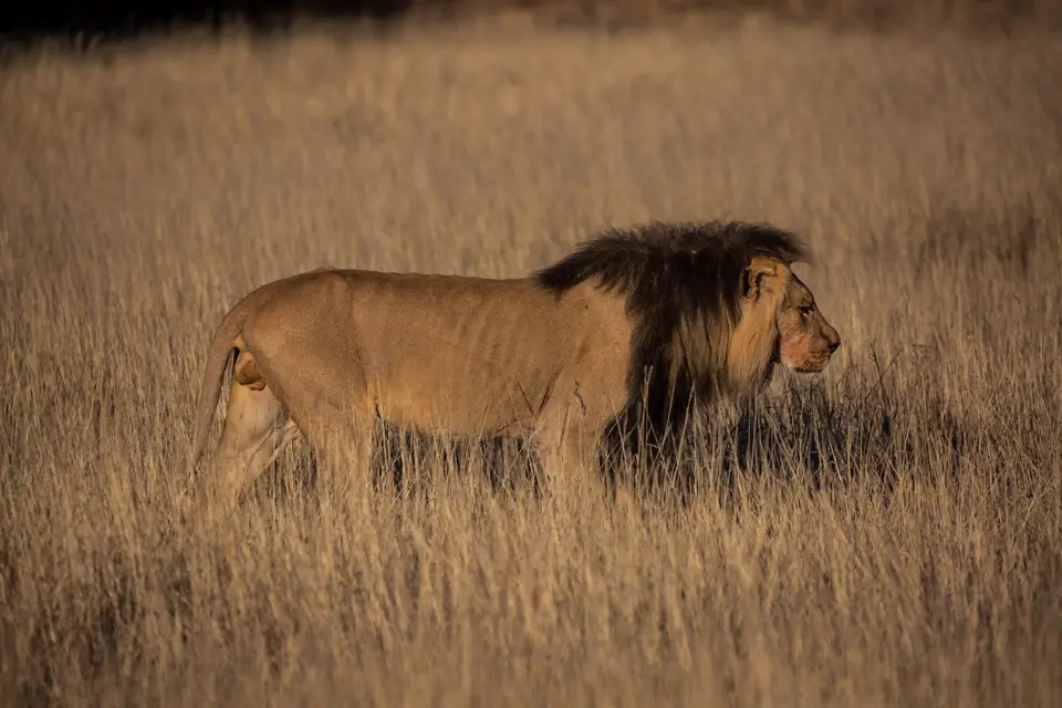 Südafrika_KgalagadiNP_635.jpg