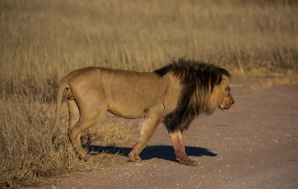 Südafrika_KgalagadiNP_636.jpg