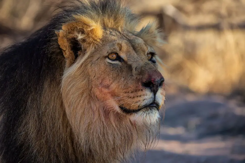 Südafrika_KgalagadiNP_651.jpg