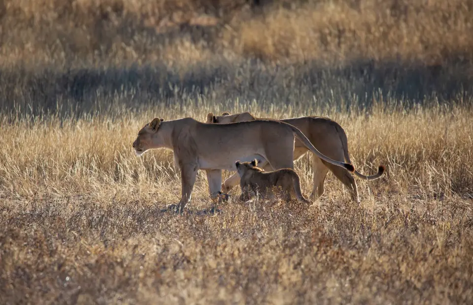 Südafrika_KgalagadiNP_659.jpg