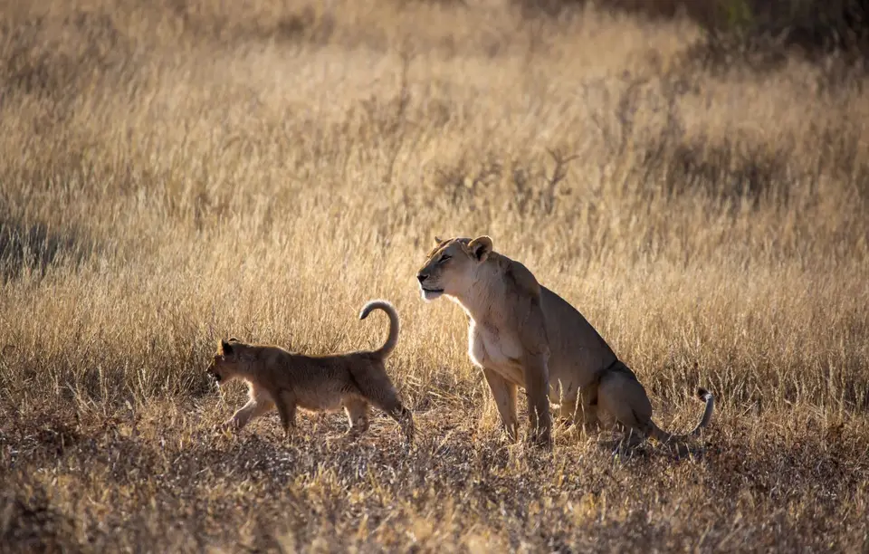 Südafrika_KgalagadiNP_660.jpg