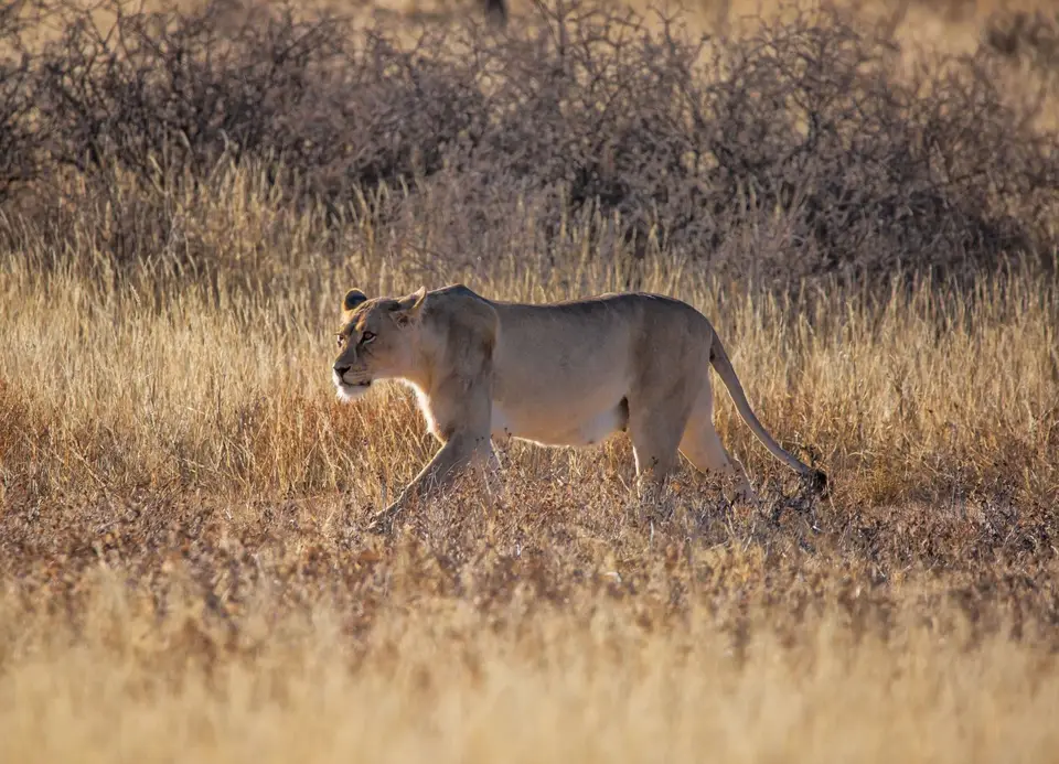Südafrika_KgalagadiNP_661.jpg
