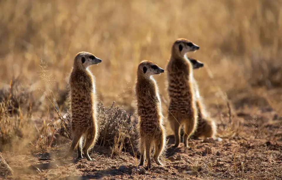 Südafrika_KgalagadiNP_665.jpg