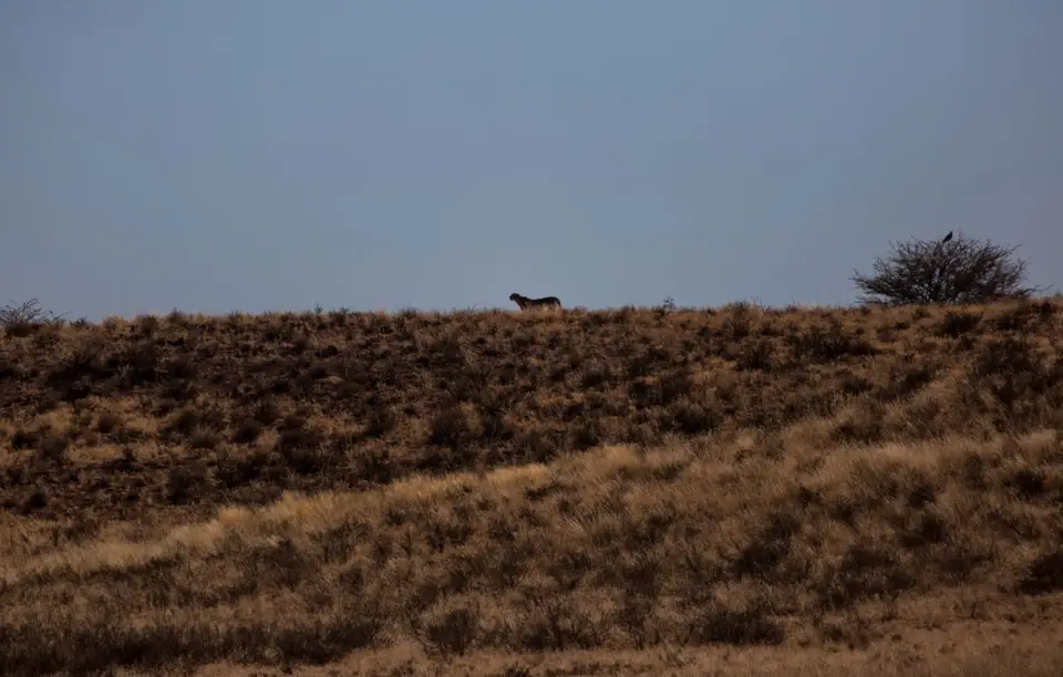 Südafrika_KgalagadiNP_666.jpg