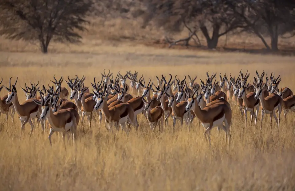 Südafrika_KgalagadiNP_668.jpg