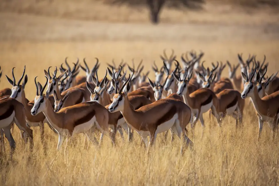 Südafrika_KgalagadiNP_669.jpg