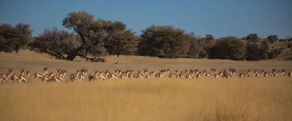 Südafrika_KgalagadiNP_670.jpg