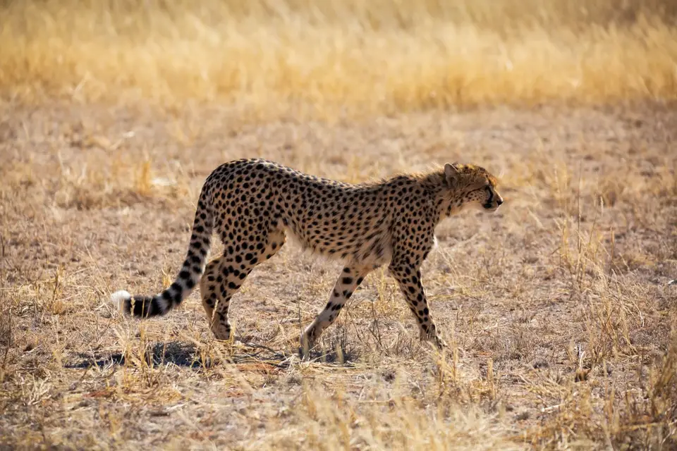 Südafrika_KgalagadiNP_683.jpg
