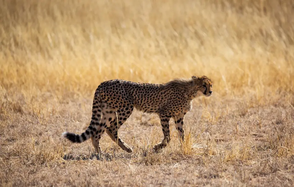 Südafrika_KgalagadiNP_684.jpg