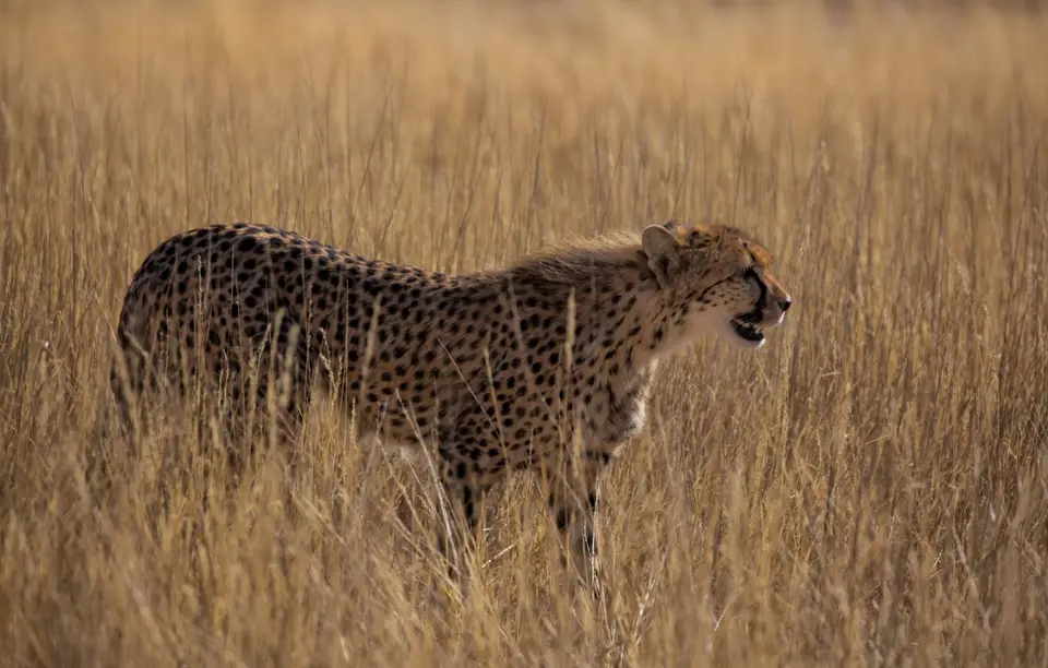 Südafrika_KgalagadiNP_685.jpg