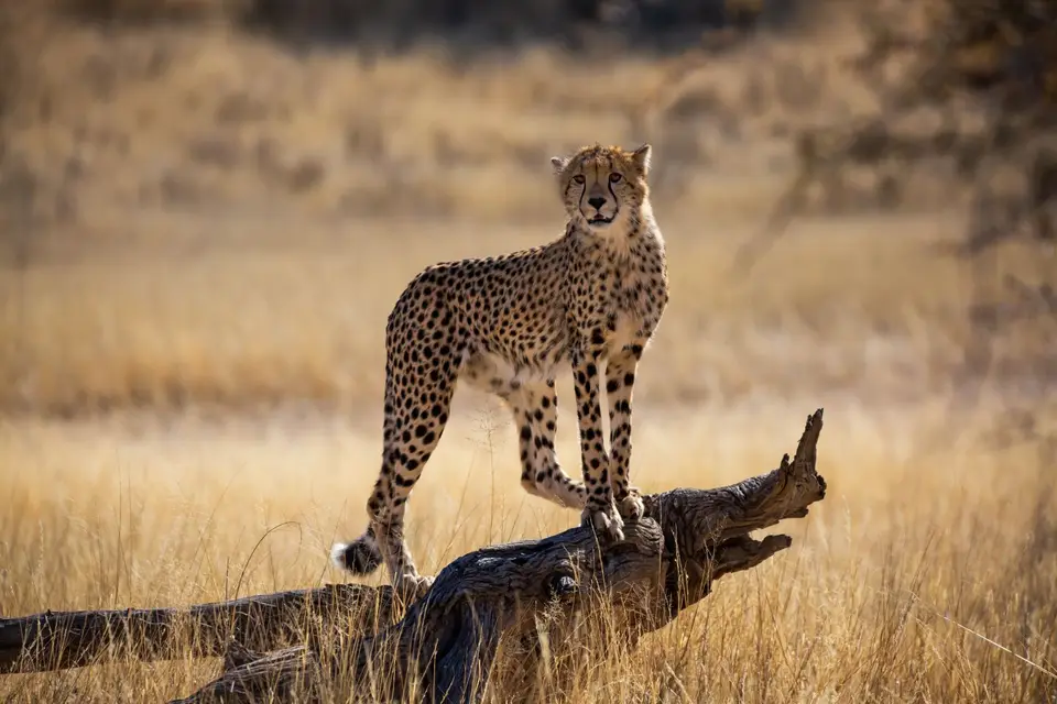 Südafrika_KgalagadiNP_687.jpg