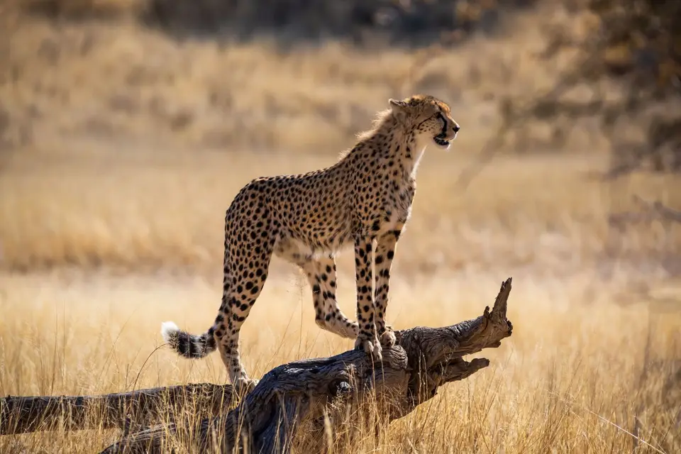 Südafrika_KgalagadiNP_688.jpg