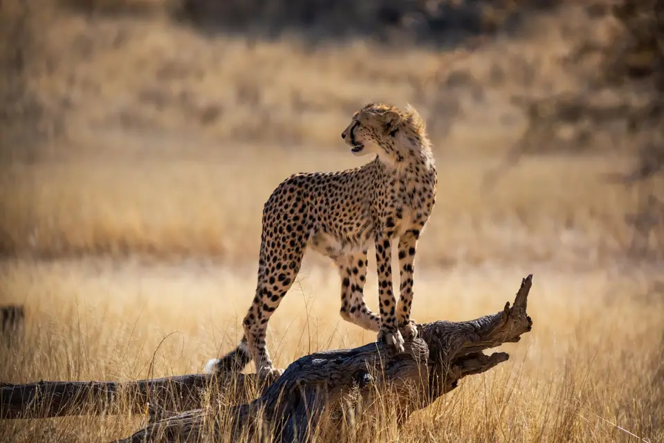 Südafrika_KgalagadiNP_689.jpg