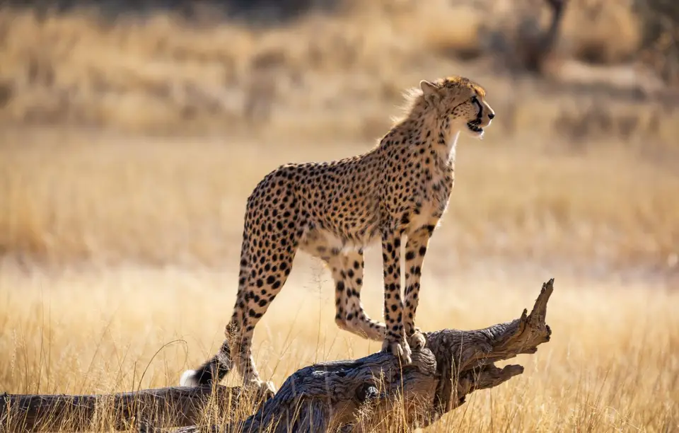 Südafrika_KgalagadiNP_690.jpg