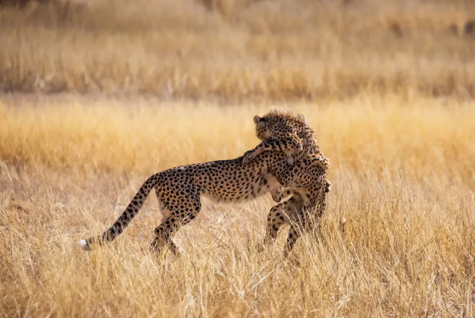 Südafrika_KgalagadiNP_691.jpg