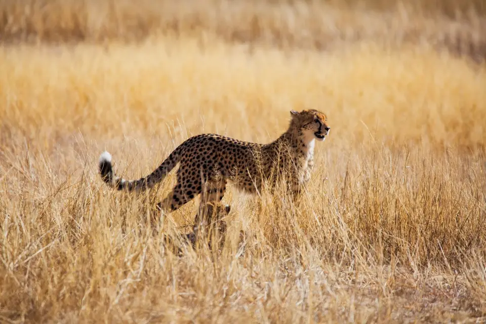 Südafrika_KgalagadiNP_692.jpg