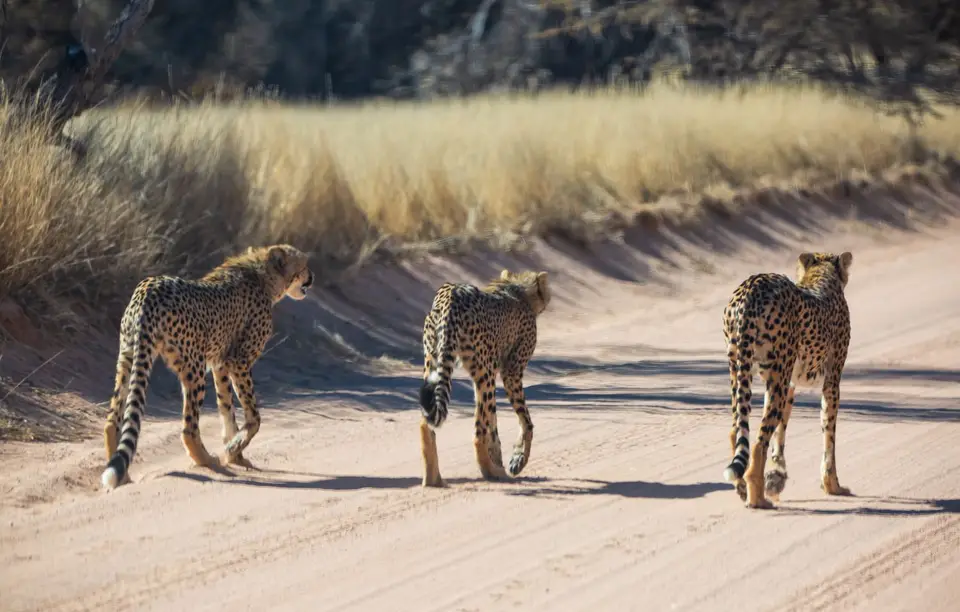 Südafrika_KgalagadiNP_694.jpg
