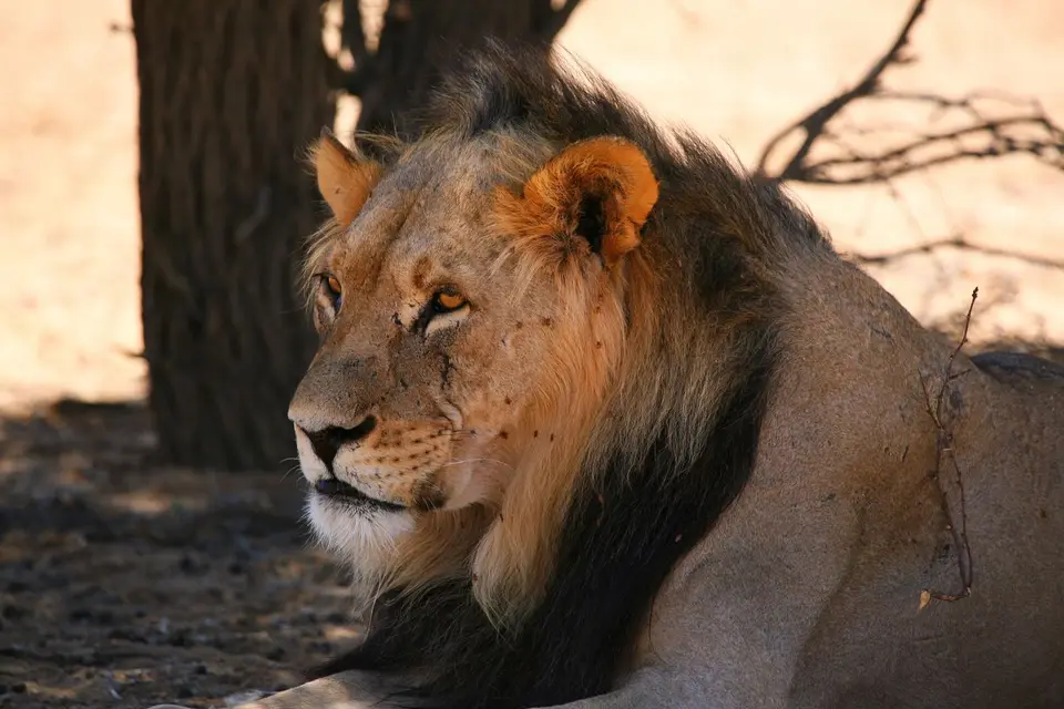 Südafrika_KgalagadiNP_766.jpg