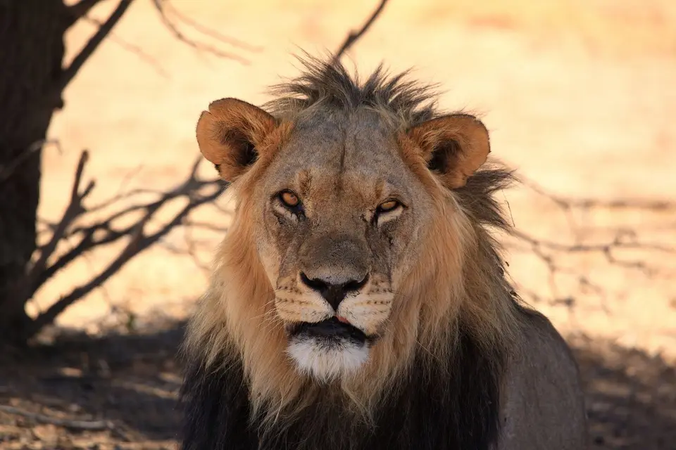 Südafrika_KgalagadiNP_775.jpg