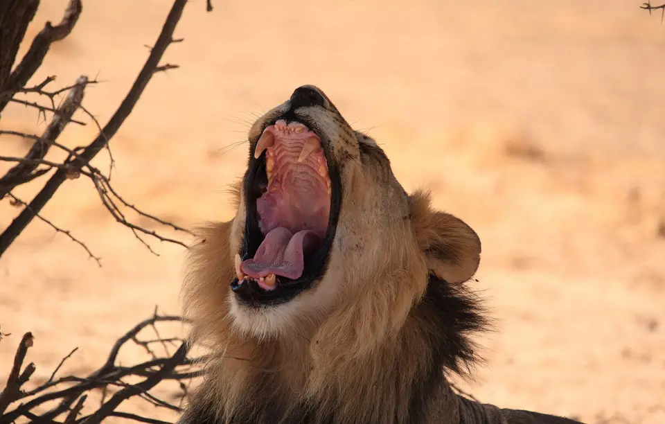 Südafrika_KgalagadiNP_781.jpg