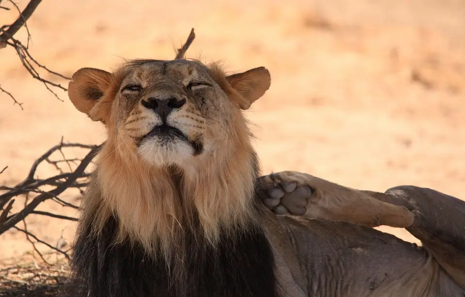 Südafrika_KgalagadiNP_782.jpg