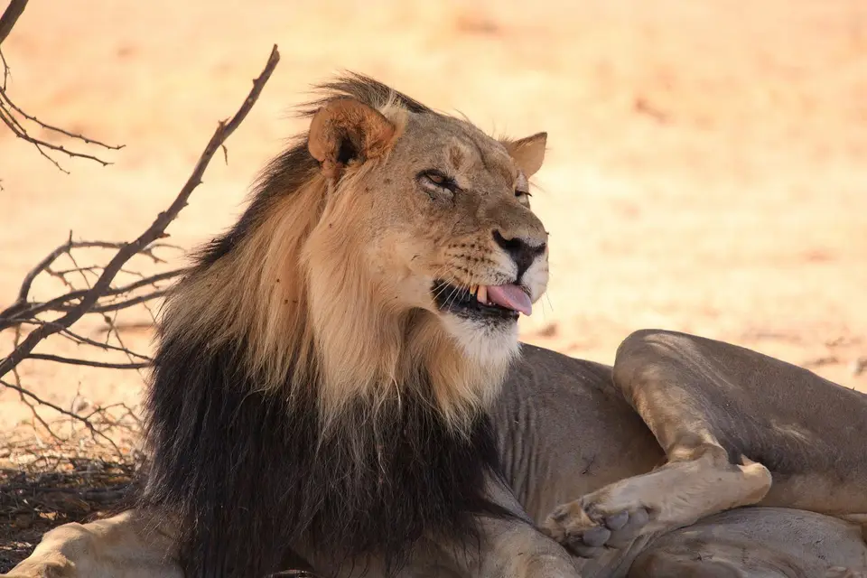 Südafrika_KgalagadiNP_785.jpg