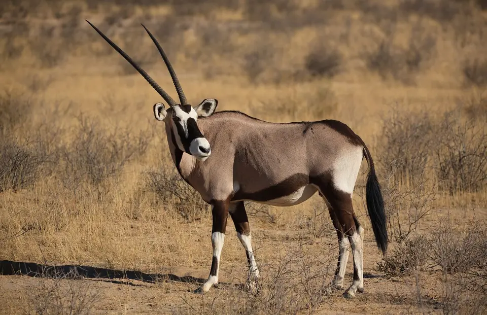 Südafrika_KgalagadiNP_811.jpg