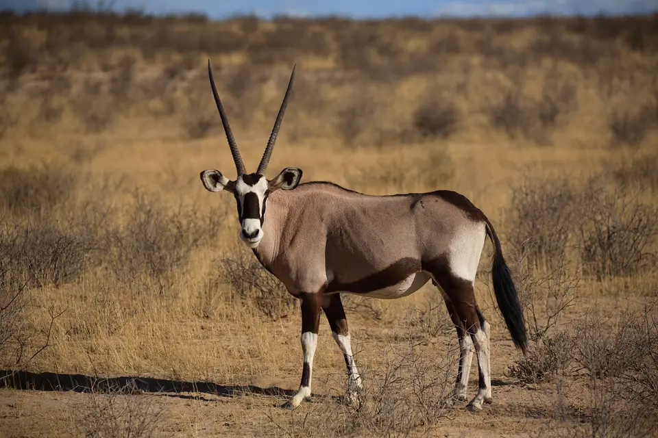 Südafrika_KgalagadiNP_812.jpg