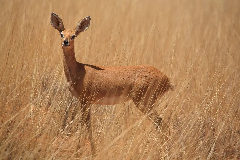 Südafrika_KgalagadiNP_856.jpg