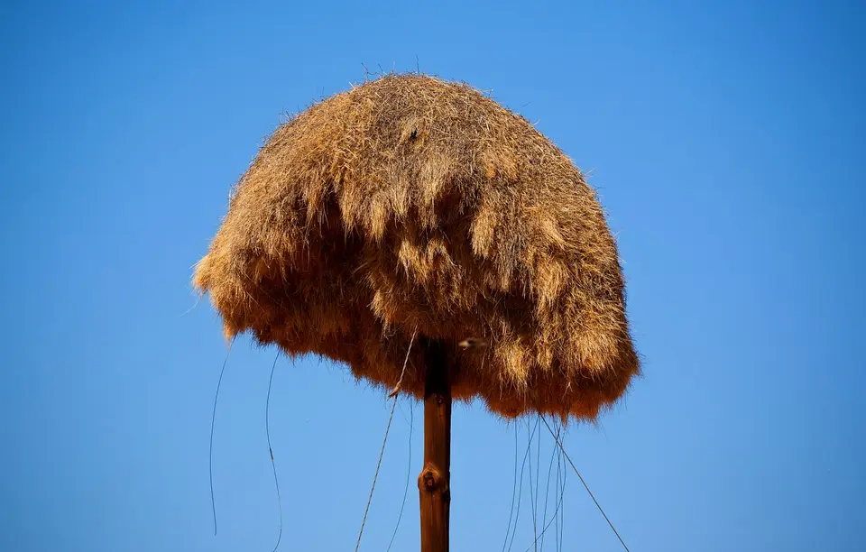 Südafrika_KgalagadiNP_885.jpg