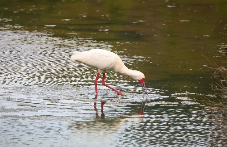 Südafrika_Knysna_058.jpg