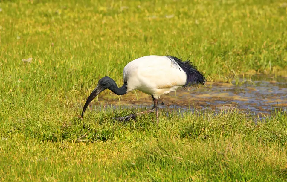Südafrika_Knysna_086.jpg