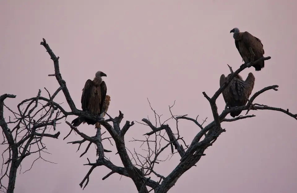 Südafrika_KrugerNP_018.jpg