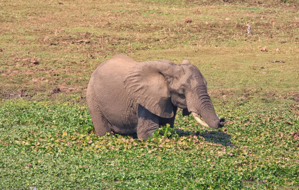 Südafrika_KrugerNP_0432.jpg