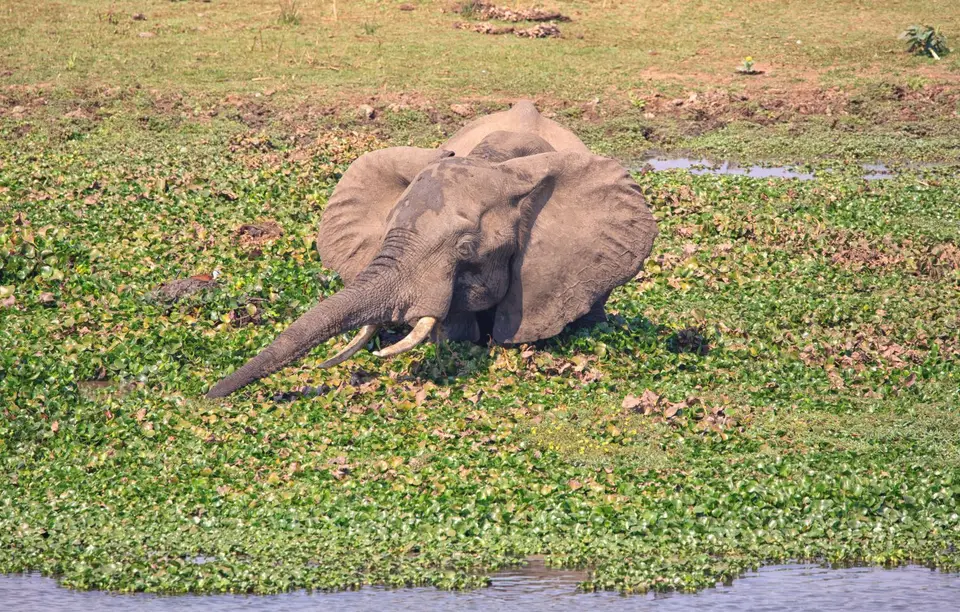 Südafrika_KrugerNP_0435.jpg