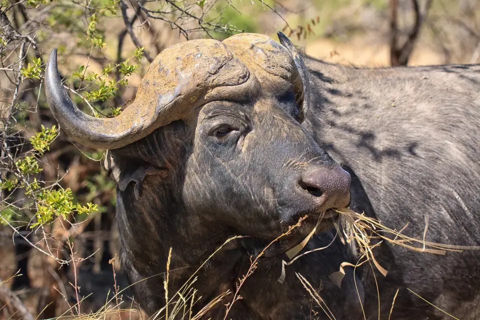 Südafrika_KrugerNP_044.jpg