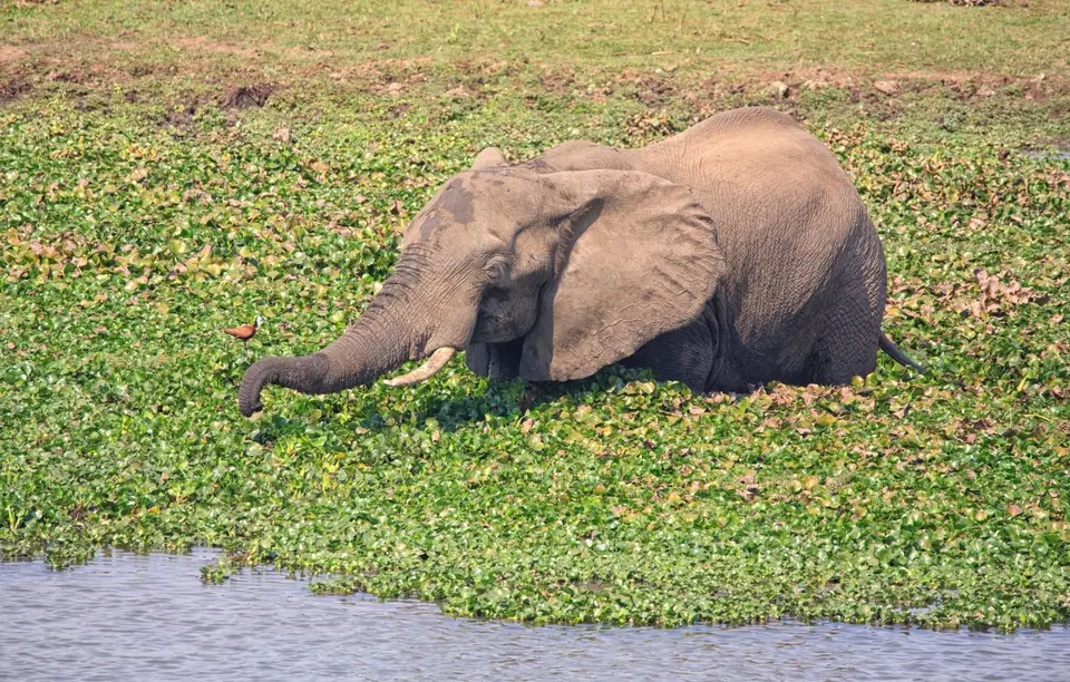 Südafrika_KrugerNP_0440.jpg