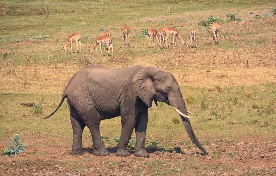 Südafrika_KrugerNP_0444.jpg