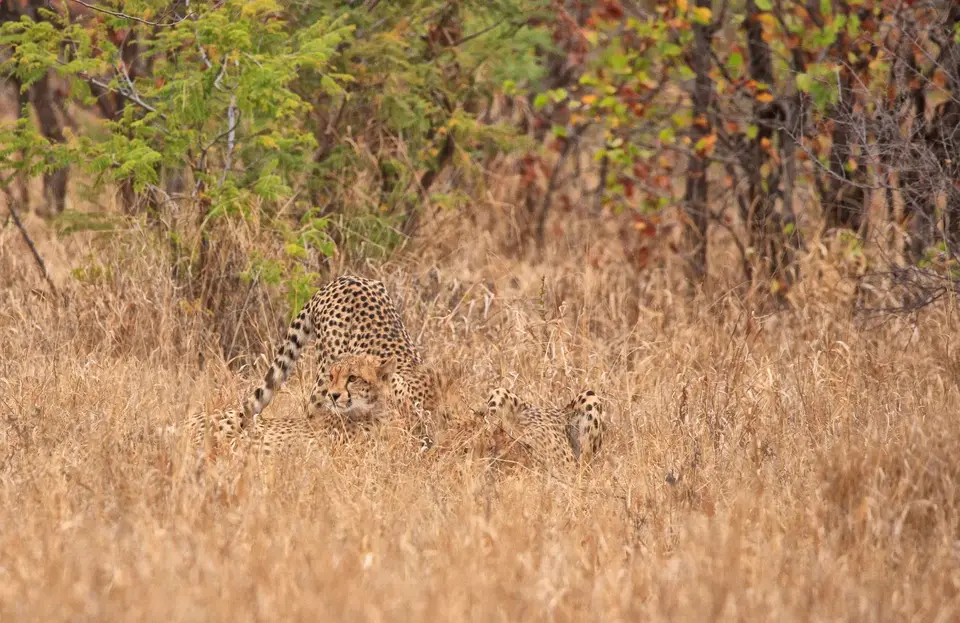 Südafrika_KrugerNP_0466.jpg