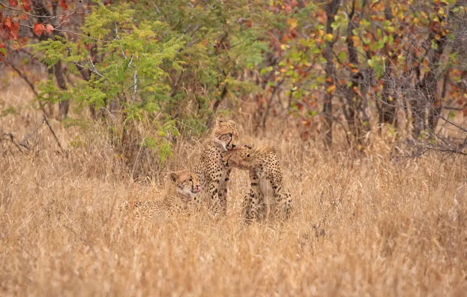 Südafrika_KrugerNP_0469.jpg
