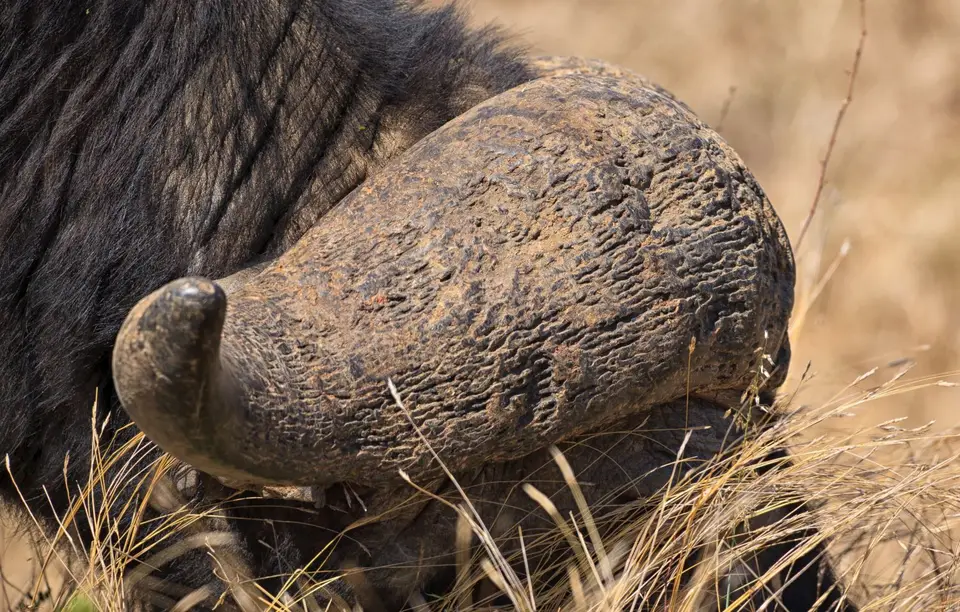 Südafrika_KrugerNP_047.jpg