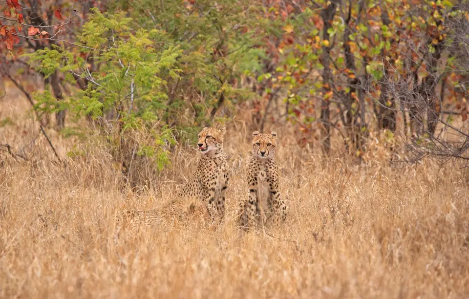 Südafrika_KrugerNP_0471.jpg