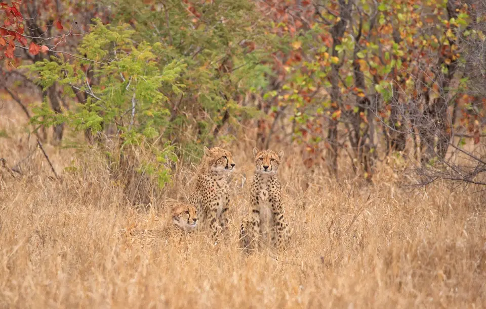 Südafrika_KrugerNP_0474.jpg