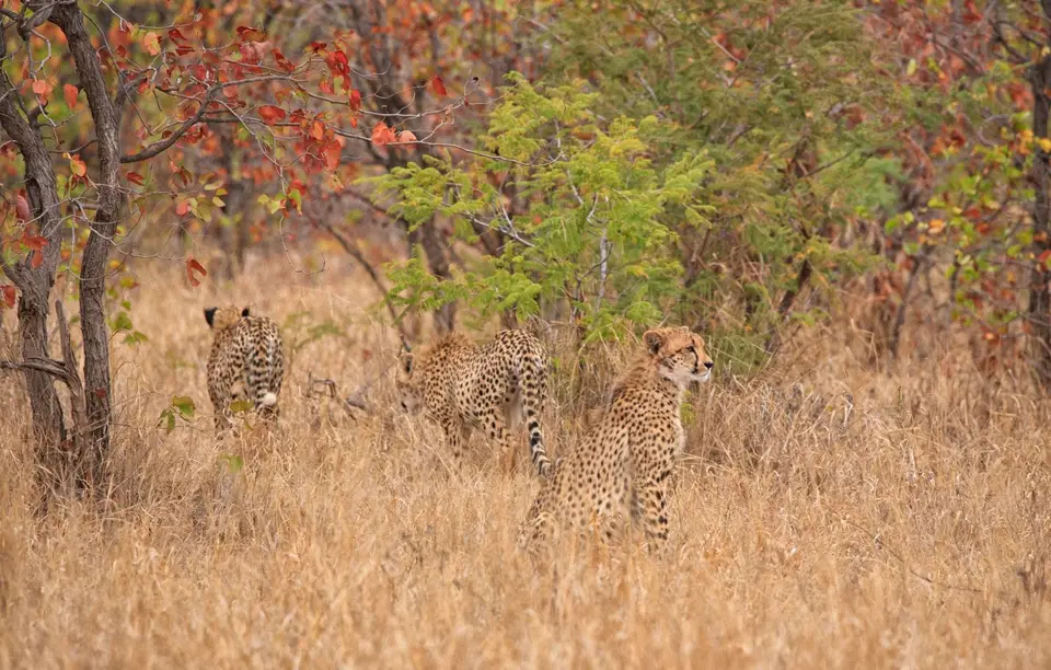 Südafrika_KrugerNP_0477.jpg