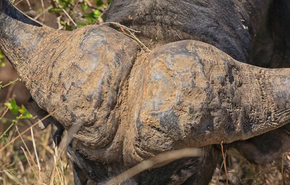 Südafrika_KrugerNP_048.jpg