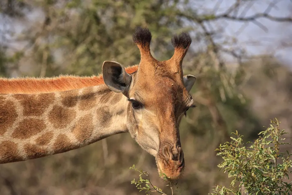 Südafrika_KrugerNP_0491.jpg