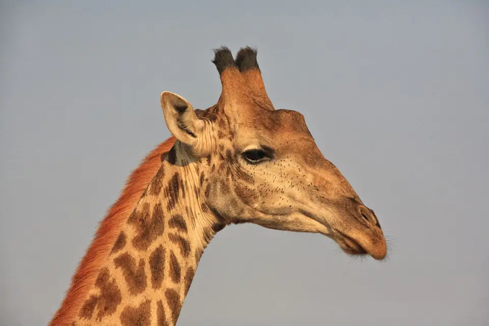 Südafrika_KrugerNP_0492.jpg
